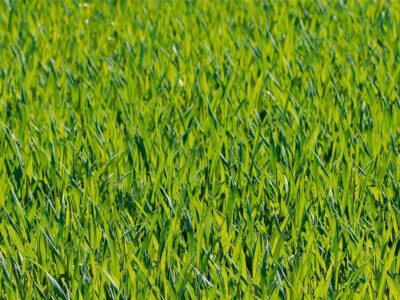Turf suppliers near me Angmering