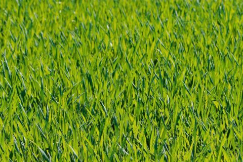 Grass Turf Fitter Angmering